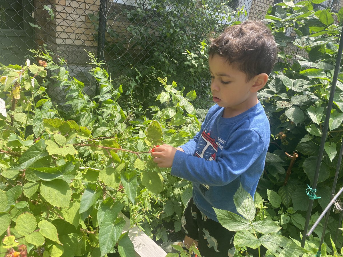 Stop by our garden Tuesdays and Thursdays 10-3. We’ll have a lot of raspberries  and blackberries next week!