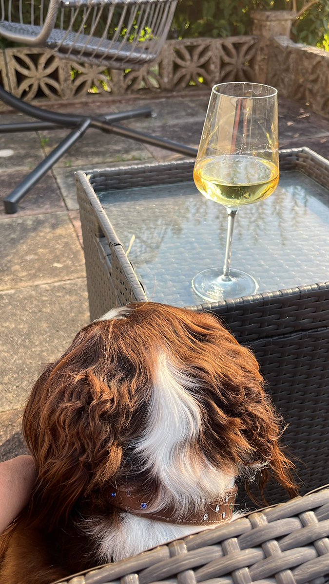 smarshcollings's tweet photo. The manโs inside but the rest of the gang is out with hoomummy. Hazy warm #Devon days. #devonlife #devondaze https://t.co/swAmI9RLA0