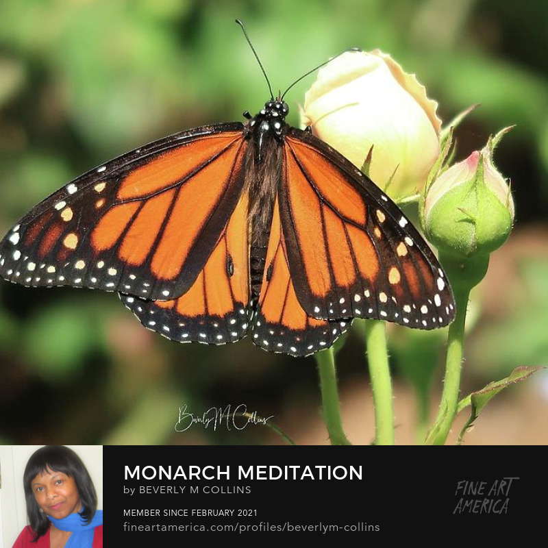 BeverlyMCollins's tweet photo. Monarch Meditation is the "5 Star Artist" group special featured image for July 2022. Grab it now on a coffee mug, Tote bag, yoga mat and more.
#BuyIntoArt #zenimages #peacefully #butterfly #WomensArt #artforgrabs #totebags
https://t.co/fIfBaPhOxu https://t.co/VNlCkwCbZz