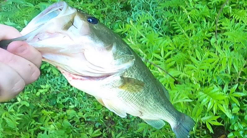 FishinAppa's tweet photo. I decided to make July “catch a bass everyday” month! Here are a few of the fish I’ve caught! Check out the YouTube channel if you wanna see the full videos. Link in bio! https://t.co/IWJmr7dp3V