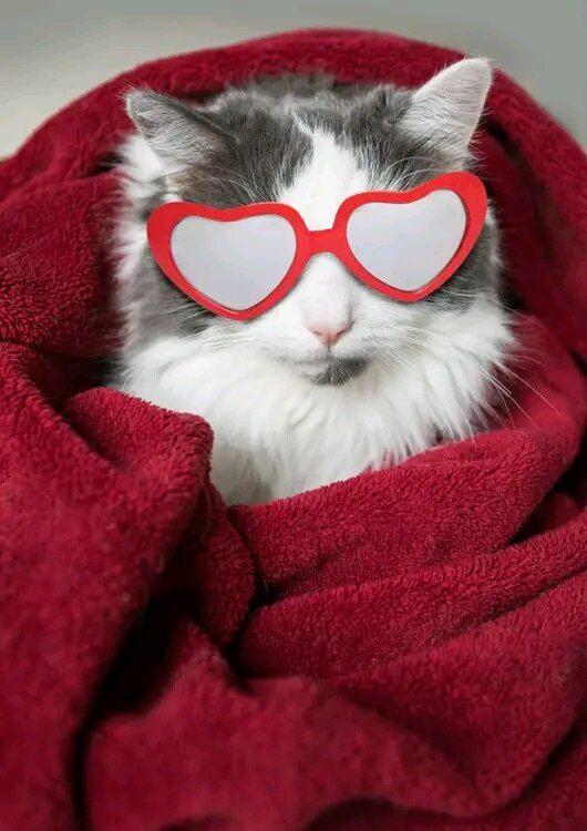 TheWorldofcats4's tweet photo. So Cute 💜😍☺️

 #cats #envywear 
#PleaseForgiveMe #catstagram #instagood #kitten #kitty #kittens #pets #animal #animals #petstagram #petsagram #photooftheday #catsofinstagram #ilovemycat #instagramcats #nature #catoftheday #lovecats #sleeping #lovekittens #adorable #catlover https://t.co/pOurCcaD7U