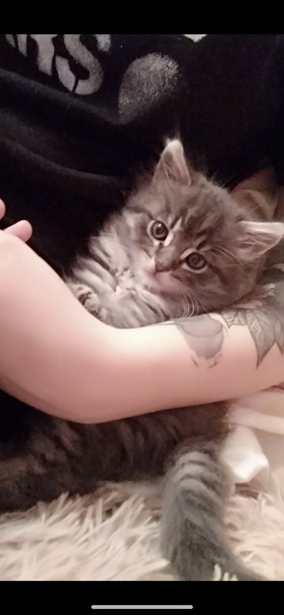 ethvictry's tweet photo. The last week was so tough for me… My kitten Tony died and I don’t know how to deal with this. #grievingprocess #belovedpetloss #petloss https://t.co/7rpmhEVPbc