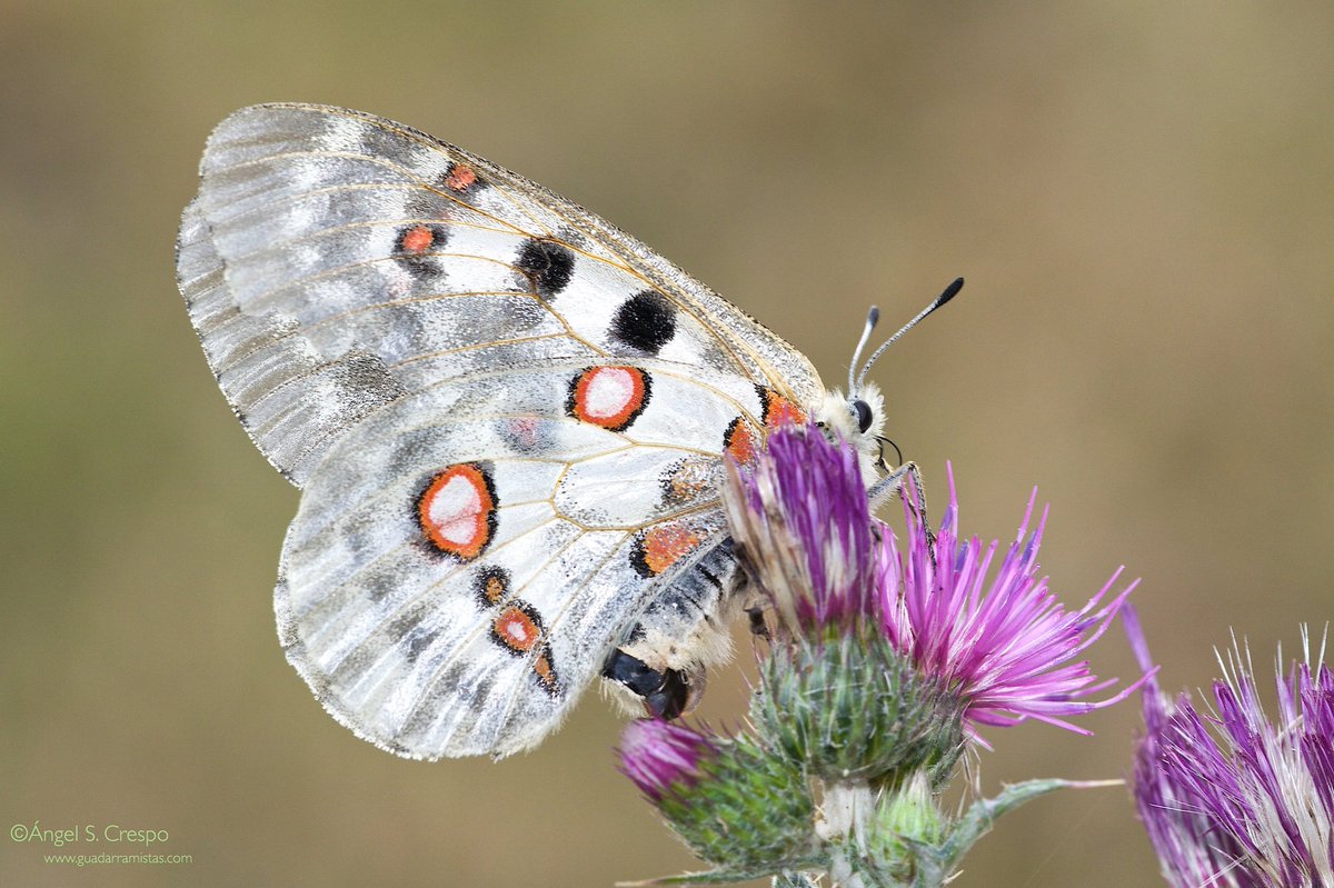 De espectacular belleza, Parnassius apollo vuela desde mediados de junio a agosto en zonas frescas y altas de montaña y en colonias no muy numerosas. La hembra es más grande que el macho y tiene las alas semitransparentes (hialinas) <a href="/Buenafuente/">Andreu Buenafuente</a> <a href="/jardinbotanic/">Jardín Botánico</a>
<a href="/PN_Guadarrama/">Parque Nacional de la Sierra de Guadarrama</a>