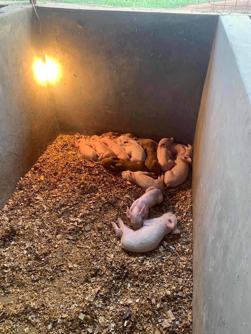 FarhillPig's tweet photo. Good night https://t.co/FvFkWHwhnT