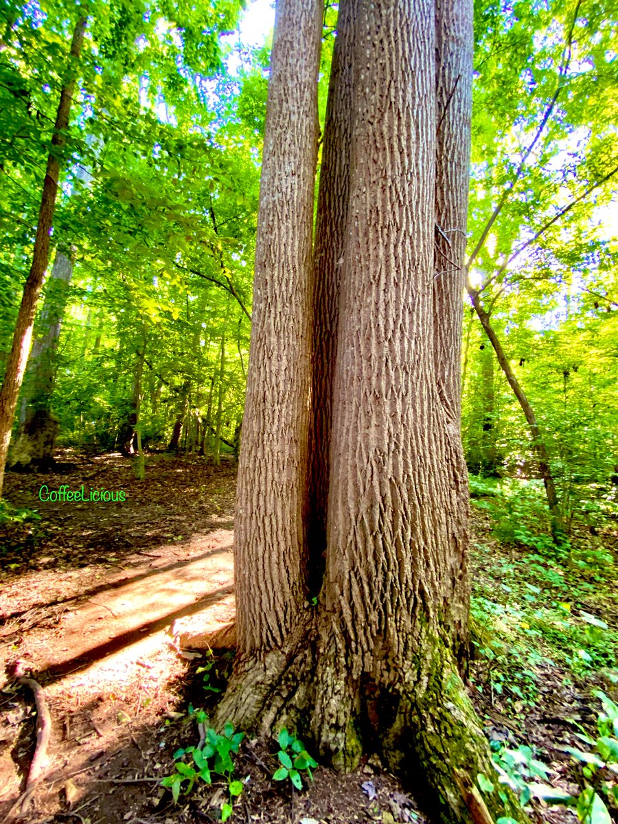 LiciousCoffee's tweet photo. Revisited the Quadruplets π³π³π³π³ in the Park. Very difficult quad tree to πΈ itβs 4 trunks.
#nature #naturelovers #NatureBeauty #NaturalBeauty #NaturePhotography #NaturePhotographer #photographylovers #Summer #Nature_Walk #NationalPark #Park #tree #PhotographyIsArt #trees https://t.co/sfoxgHZR1O