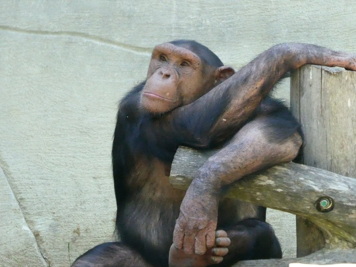 micki0321's tweet photo. @zoobeauval
#zooparc #zoobeauval #zooparcdebeauval #france https://t.co/9W30RfWOw9