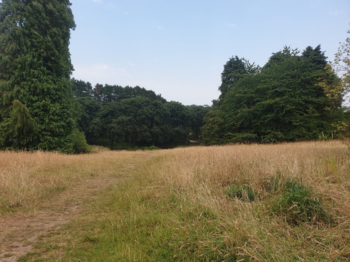 JessSmallcombe's tweet image. Thanks for the #GreenMindsPlymouth butterfly search today. Lovely small copper and a bit of fixed point photography