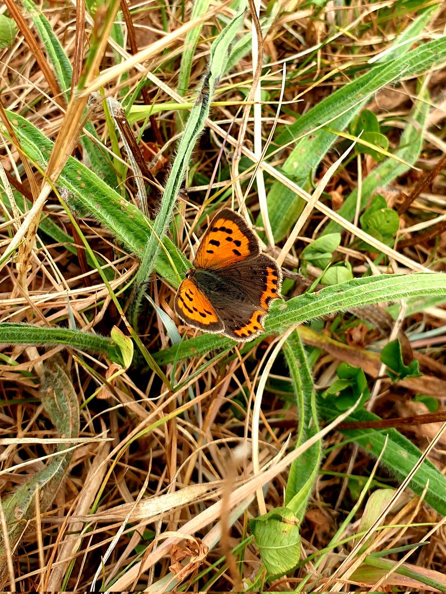 JessSmallcombe's tweet image. Thanks for the #GreenMindsPlymouth butterfly search today. Lovely small copper and a bit of fixed point photography