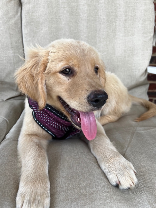 b3isnerd's tweet photo. Got a new puppy! Meet Maeve 🐶 https://t.co/YIrEW4rmfc