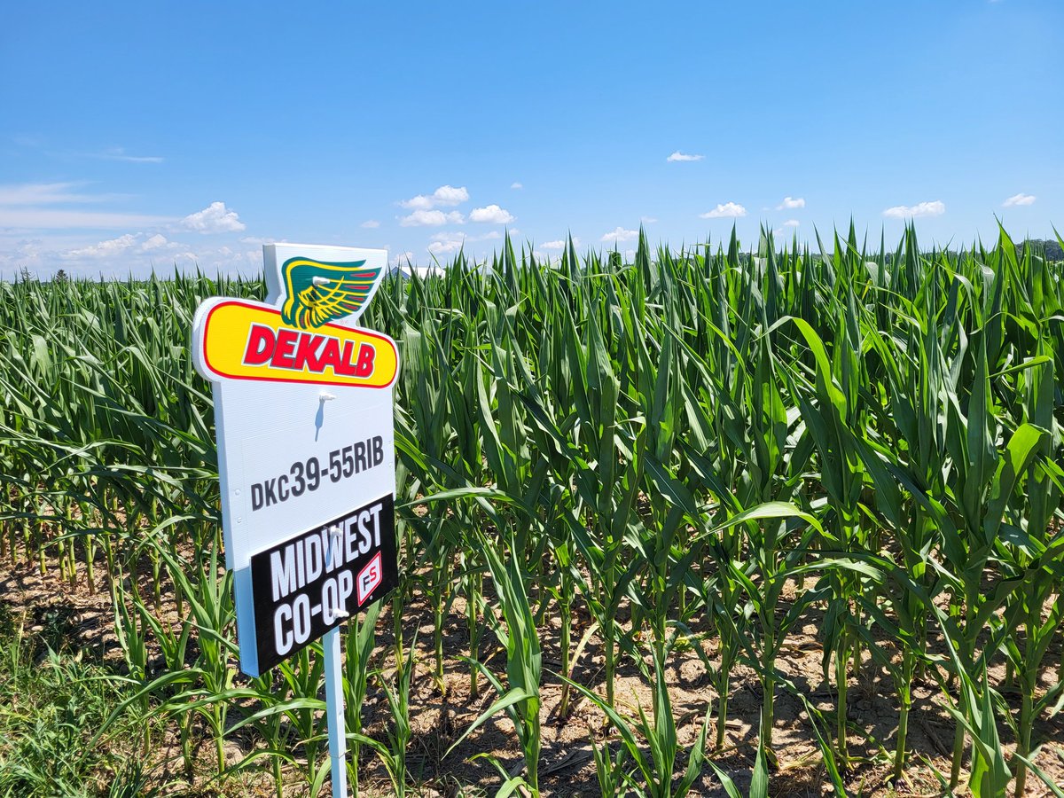 DietzClayton's tweet photo. What a scorcher it is out here today!!!🥵 Everyone drink lots of water and stay out of the sun as much as your can. On the other hand, signs are going up and as we all know... WE NEED RAIN😬 #Signwars #signtime #Dekalb #Corn22 #MidWestcoop https://t.co/w9xa39hl4u