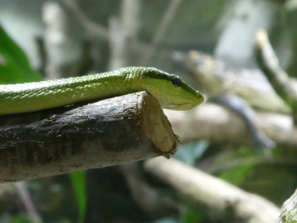 micki0321's tweet photo. @zoobeauval
#zooparc #zoobeauval #zooparcdebeauval #france https://t.co/acn2U2KBO6