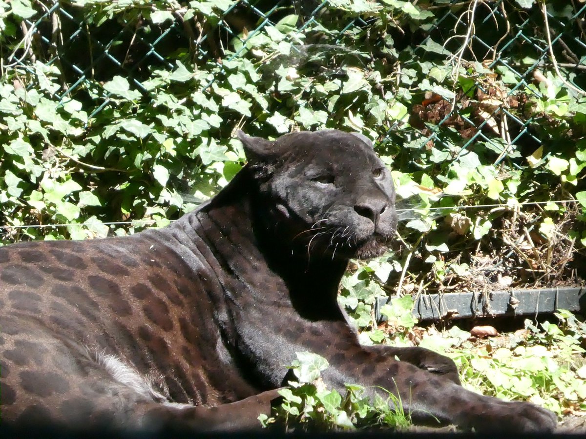 micki0321's tweet photo. @zoobeauval
#zooparc #zoobeauval #zooparcdebeauval #france https://t.co/F4RkL62ESE