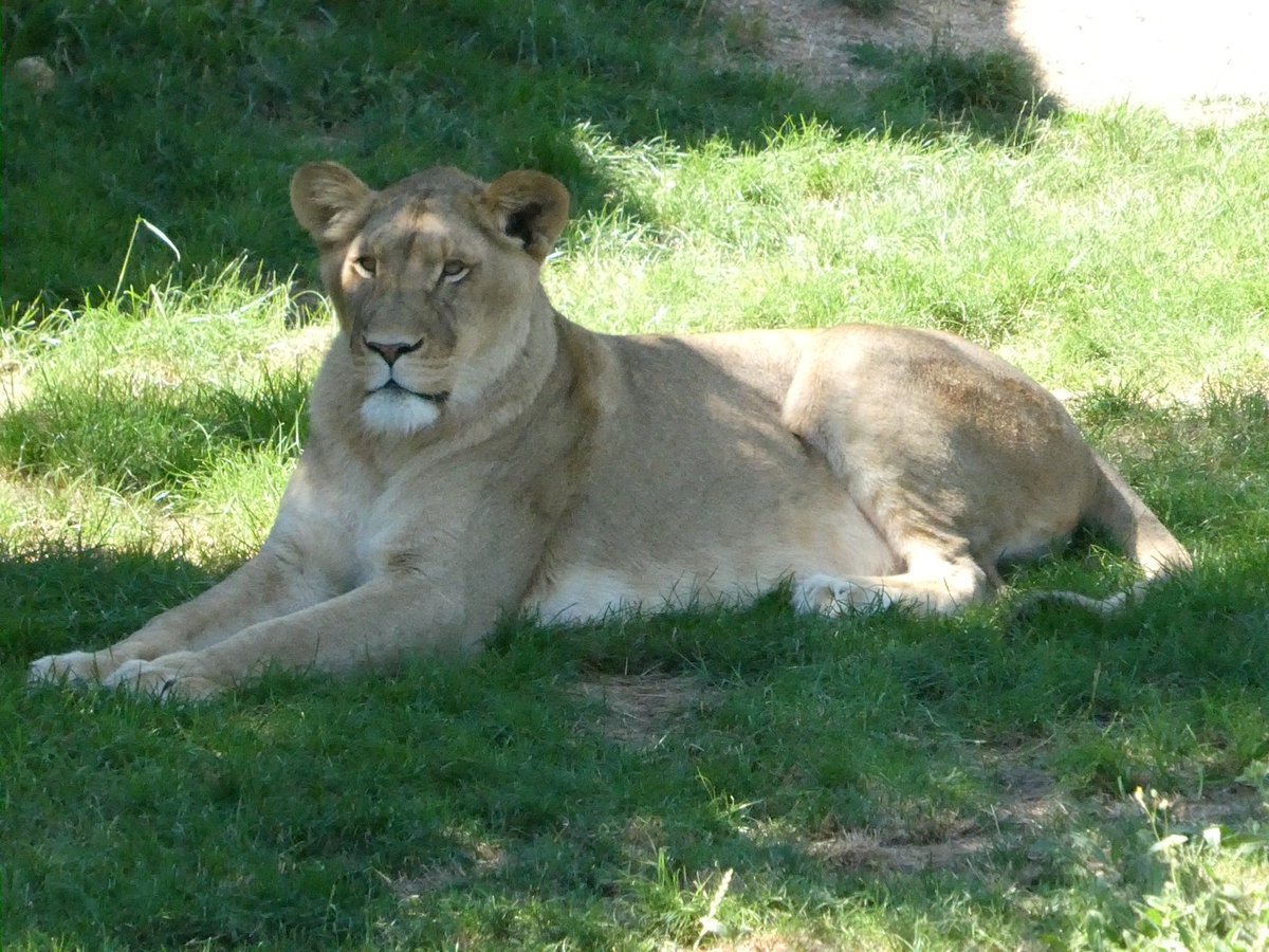 micki0321's tweet photo. @zoobeauval
#zooparc #zoobeauval #zooparcdebeauval #france https://t.co/5GV0ZFZNml