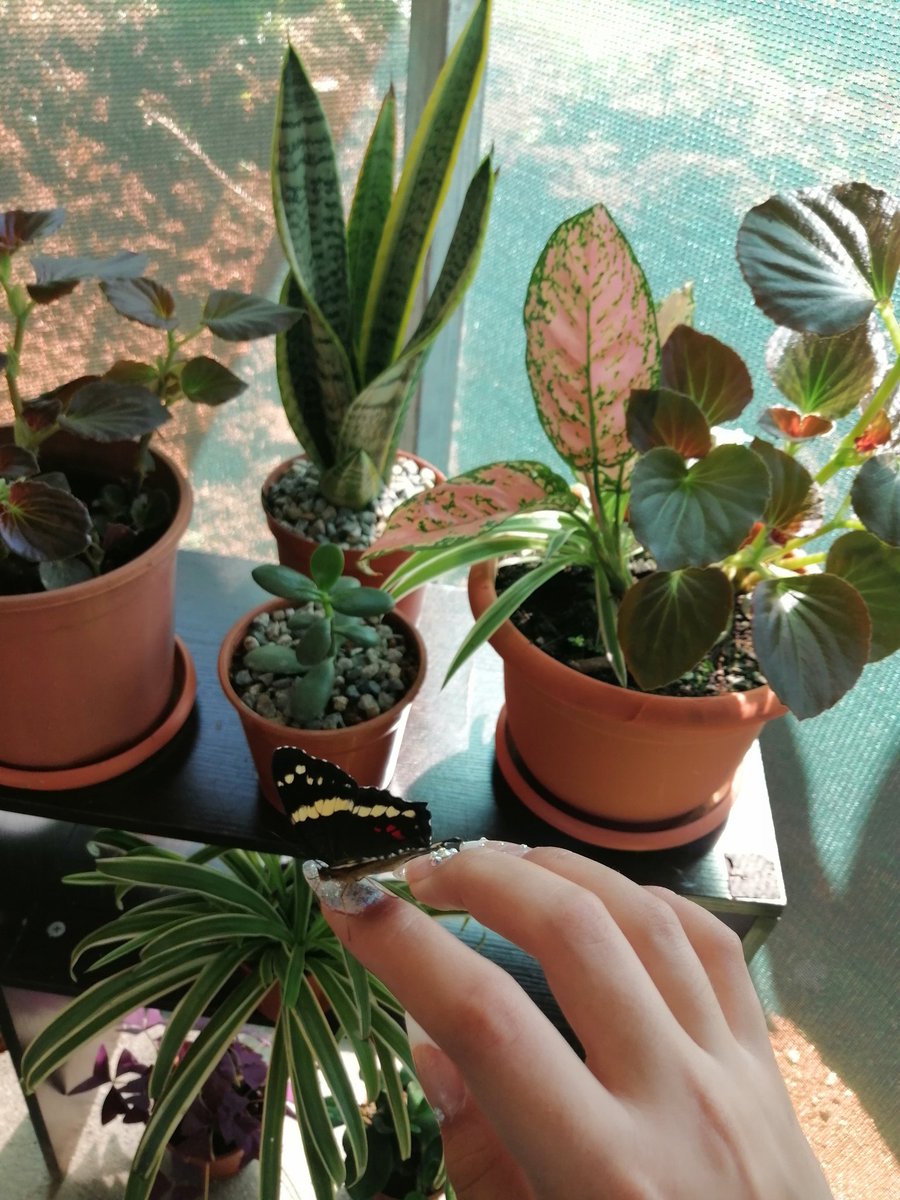 Hoy la mariposita se me puso en el hombro y la tomé con el dedo, no se quería ir, se quedó ahí como 30 minutos. Que hermosa😭