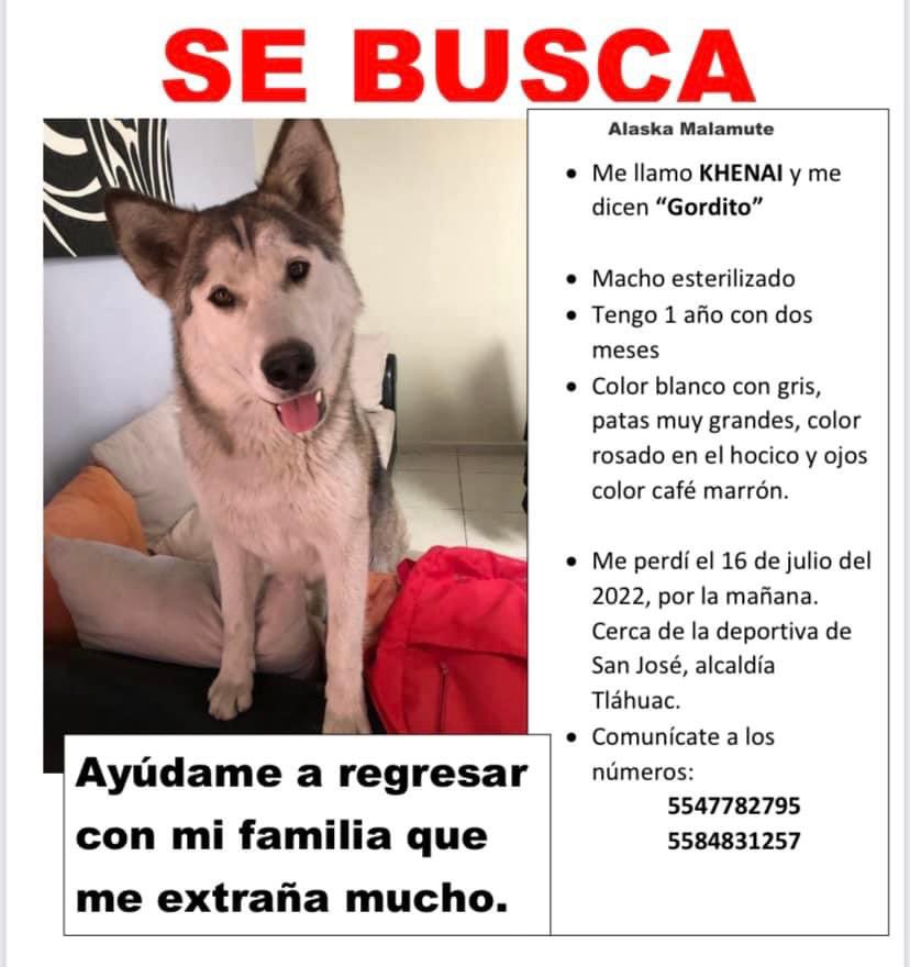 MaykOrtega's tweet photo. @PrrosPerdidosMX  @TlahuacRenace @GobiernoTlahuac @Alerta_Tlahuac se perdí en la alcaldía Tláhuac por la deportiva de San José, si alguien sabe algo de su paradero porfa no funden en comunicase conmigo. https://t.co/rYziSUDpUL