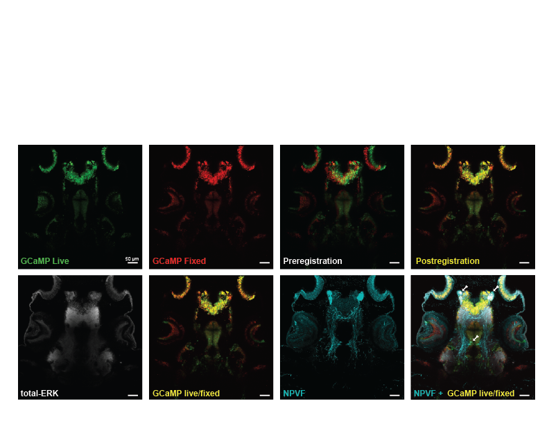 Robert Kozol tweet media