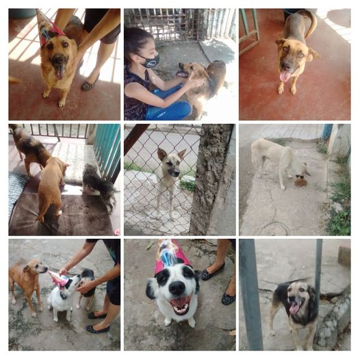 Alberguenieves's tweet photo. POR FAVOR CORRAN LA VOZ NECESITAMOS DONACIONES NO SOLO PARA COMIDA SINO PARA AGUA Y OTRAS MUCHAS COSAS MAS PAGO MOVIL BANCO DE VENEZUELA C.I. 4.364.968 TLF 0412 5059234 GRACIAS A TODOS POR AYUDARNOS https://t.co/TMGUbZxnCz