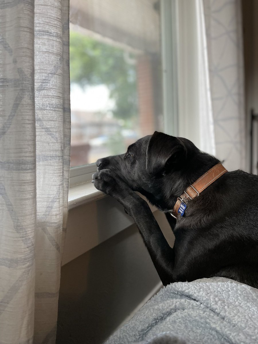 DhRpd1's tweet photo. Daydreaming about his forever family #fosterdog #DogsofTwittter https://t.co/X6CvQC2Ndd