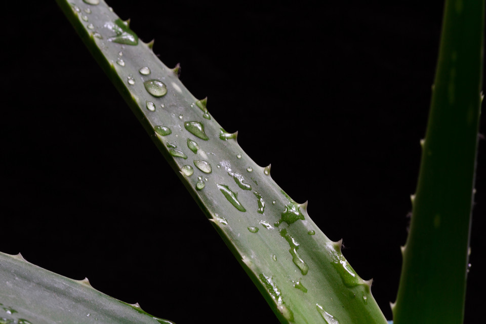 AloeQueen13's tweet photo. Using Aloe vera on skin is said to:

Helps heal minor burns and sunburns.

Helps heal wounds, insect bites, or stings.

Stimulates cell regeneration.

Has astringent, emollient, anti-fungal, antibacterial, and antiviral effects.
 https://t.co/jJLTCLbTri https://t.co/QGG6SjIduK
