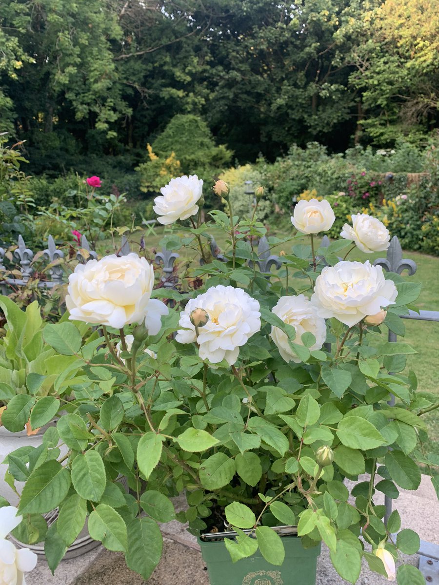 MrsFowler79's tweet photo. @MissPhill88 @llandaffcity Got mine in the garden too. Big thank you to the kind parents of 2JM. Your children have been such fun to work with we’re going to miss them when they go to year 3x https://t.co/vvSE8Nv0wv