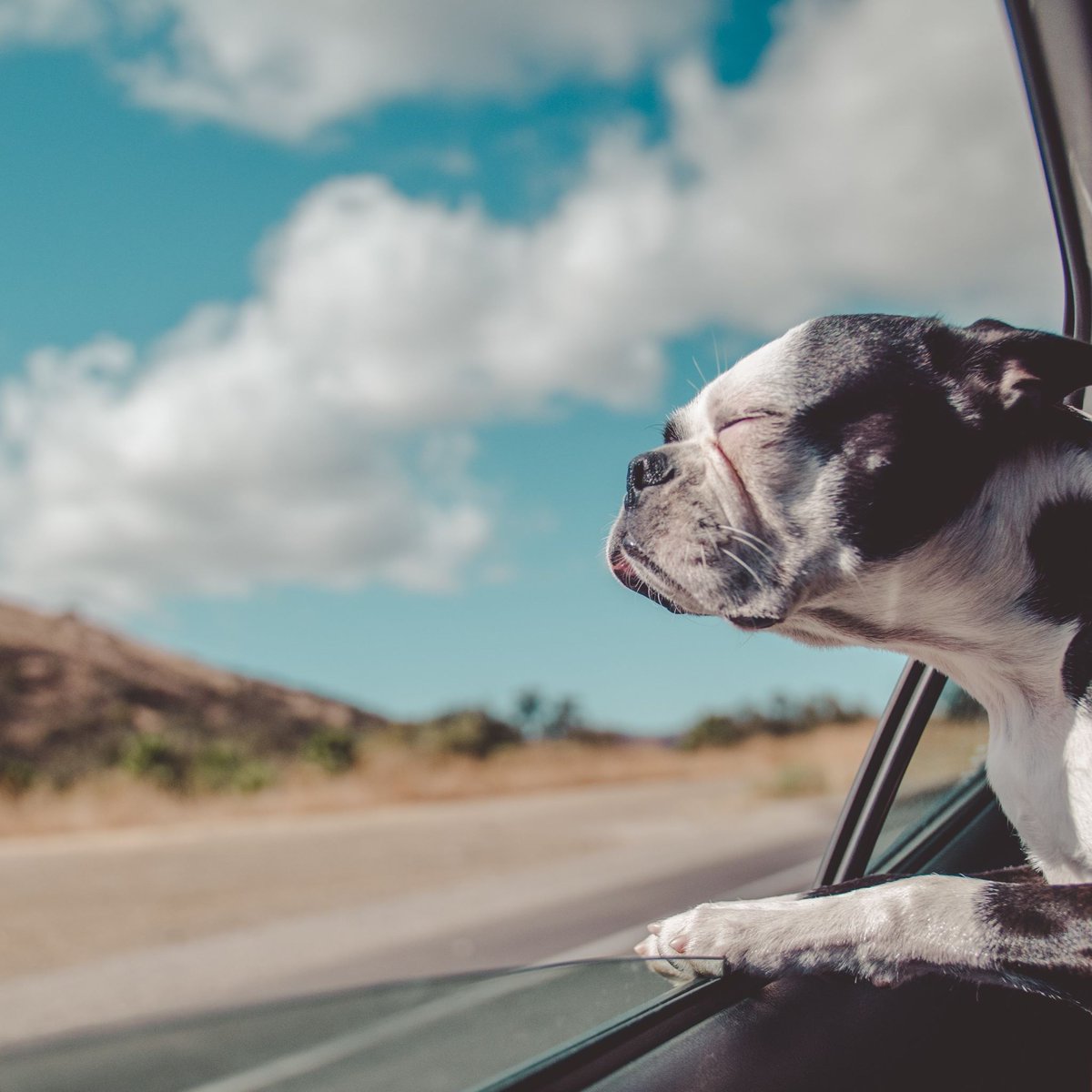 SubieSmithCO's tweet photo. When you take your human on a #Subaru car adventure.
#Subiesmith ensures you get to where you are going with confidence.
Two Colorado locations to service your Subaru:
Lakewood: (720) 295-0007 | Thornton: (720) 912-0006
#subarurepair #coloradosubaru #subarudogs https://t.co/4IgxHIX8x4
