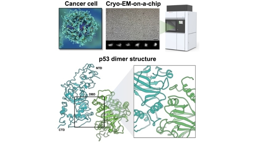 ChemBioChem's tweet photo. High-Resolution Imaging of Human Cancer Proteins Using Microprocessor Materials (@DebKellyLab) https://t.co/LATg63Jjfi https://t.co/gmMO5OFVdW