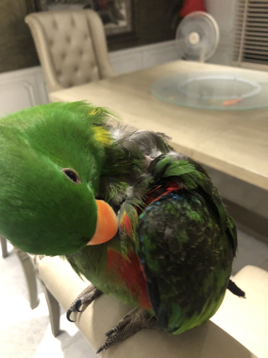 eclectonft's tweet image. Some updates about Mercy. He is still healthy, happy, and strong. But, recently, he starts to lose more of his feather again, and he seems to be annoyed about that. We gave him a shower and he probably felt better now!