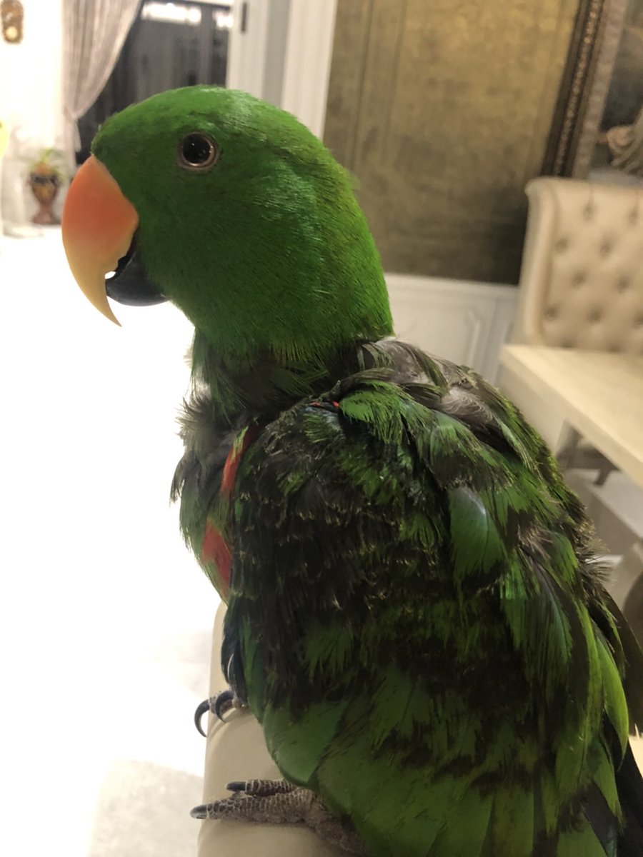 eclectonft's tweet image. Some updates about Mercy. He is still healthy, happy, and strong. But, recently, he starts to lose more of his feather again, and he seems to be annoyed about that. We gave him a shower and he probably felt better now!