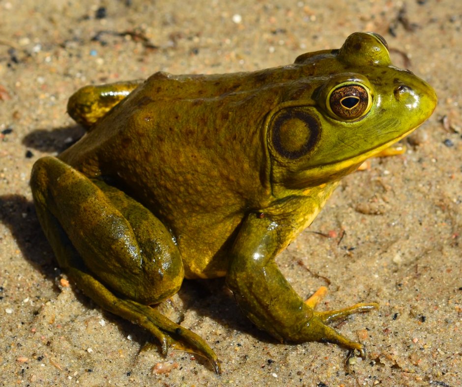 This is the northern leopard frog is a species of leopard frog from the true frog family. This species is found in Canada and the NorthEast region of the United States. Fun fact, Minnesota and Vermont have declared this frog to be their state amphibian.