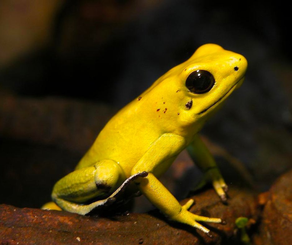 Friday Froggy Factoid!

This is the golden poison dart frog. The golden poison dart frog, also known as the golden poison arrow frog, lives in the rainforests of Colombia! Like the blue poison dart frog, indigenous people use the frog poison on their arrows.