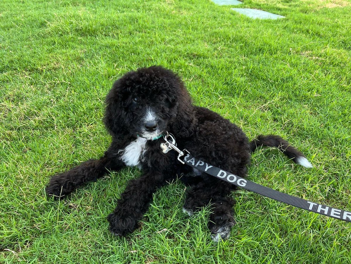 Meet Cookie! The newest member of the Round Rock ISD Therapy Dog Program in partnership with the Foundation. Cookie is sponsored by Bartlett Cocke General Contractors and is the sweetest and calmest puppy to support the Mental &amp; Behavioral Health Team.
