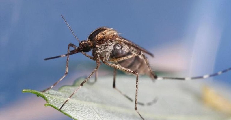 AllergicLiving's tweet photo. Being a mosquito's favorite snack is no fun, especially with the itchy aftermath that can sometimes last days for people who are sensitive. 🦟🦟 Find out what a @Terminix #mosquito expert has to say about keeping mosquitos and bites at bay this #summer. 🌞