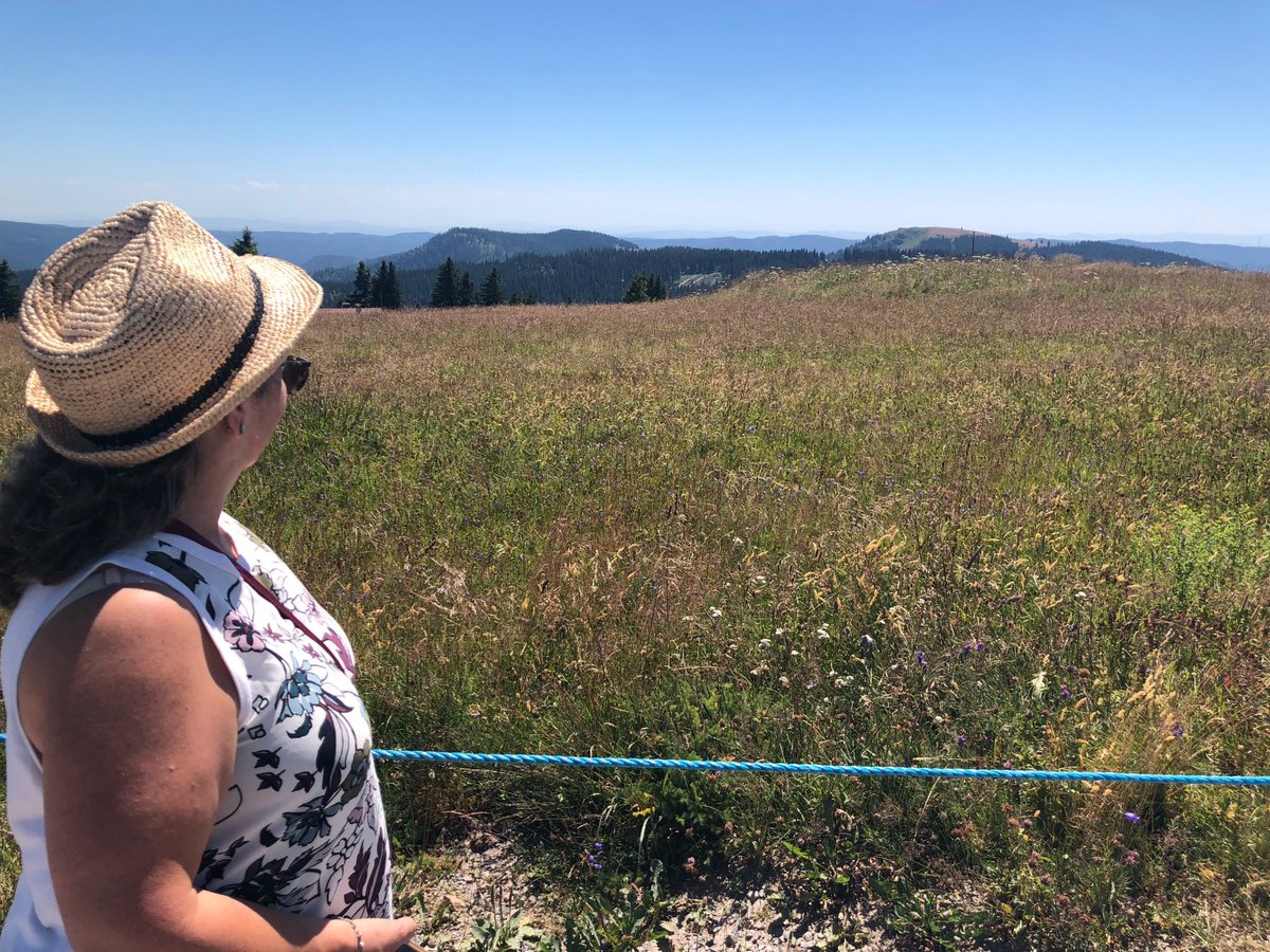 Looking toward the Alps on Feldberg mountain in Black Forest Germany #heatwave  #tramride
