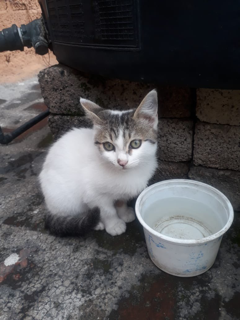 Esta chulada de #gatita se llama Mía y busca un hogar en #CDMX o #AreaMetropolitana . Ya tiene su protocolo de salud, se entrega esterilizada y es puro amor 😻. Dale rt para que encuentre 🏠 y tu día sea maravilloso.
Info en esta cuenta.
#adopcionresponsable #GatosDeTwitter