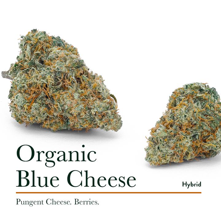 #Cheese lovers wanted. Treat your nose to an exquisite escape with Blue Cheese by Whistler. We grow this revered classic in precise small batches in #livingsoil to get the very best from this well-loved lineage. Sniff some out today. 🧀 #BCbud
