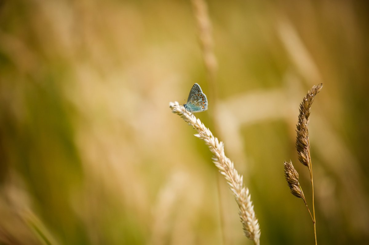 I may have taken a few pictures of this butterfly 🦋 
#savethebutterflies #wildlifephotography #butterfly #commonblue #NaturePhotography