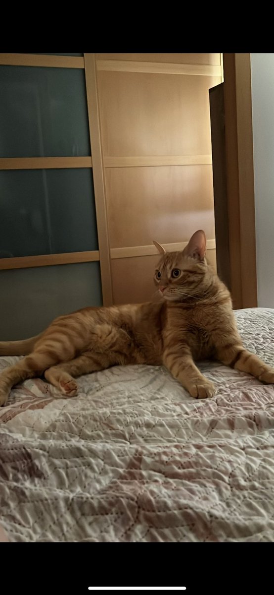 diazmarta97's tweet photo. @iam8bit @A_i @HKdevblog Here’s my beautiful cat. Sansa says Hii! https://t.co/ZmwvXNM8V6