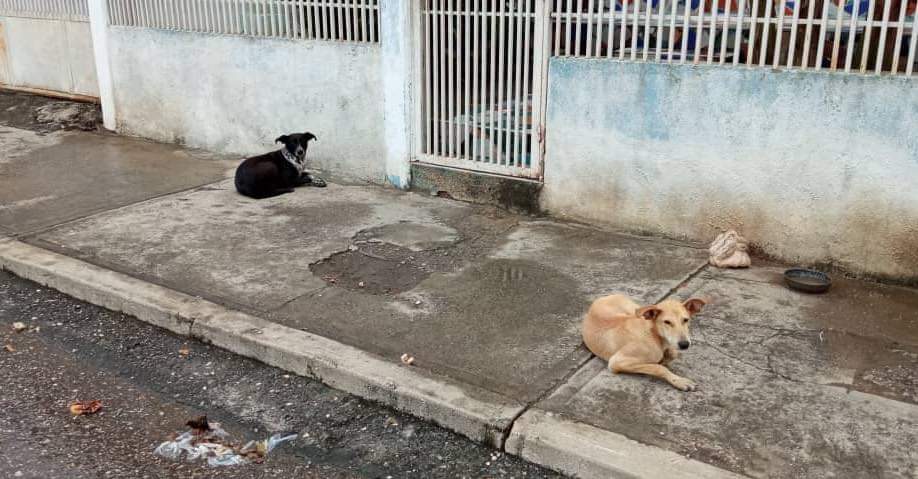 PerroUsuario's tweet photo. URGE #AYUDA RT @volknsoni: @CNevadoLARA @SomosNevado. Solo DIF Sus dueños se fueron del país, trancaron la puerta y los dejaron afuera, ellos siguen allí esperando a que alguien les abra!!
Las acacias calle 5 entré av 6 y 7. Cabudare https://t.co/tC6VbXjeXh