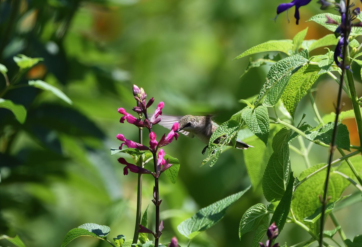 Summer day #forttryonpark #fttryonpark #BirdsPhotography #birdsoftwitter #nycparks #NYC