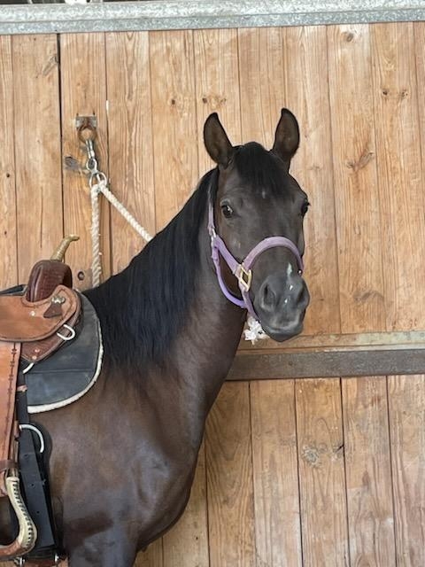 When life gets stressful, I go to the barn. (And I am endlessly, immensely, inexpressibly grateful for that privilege - and for my Best Little Mare In the World.) ((photo credit: Nancy Harrison))