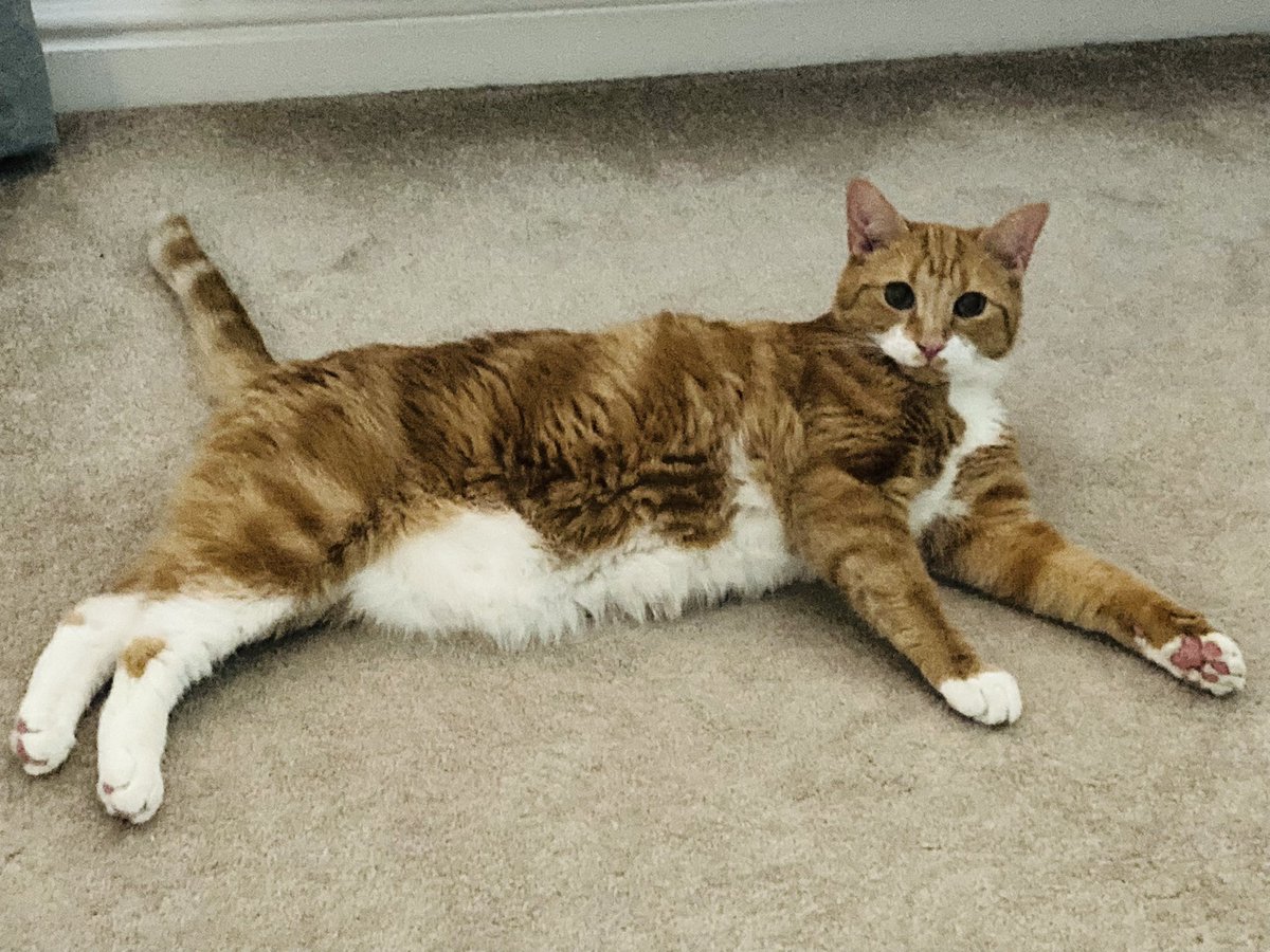 BodieTheKat's tweet photo. Floppitty Flop Flop #CatsOfTwitter #hotcatsoftwitter https://t.co/8RNYPuHnKy
