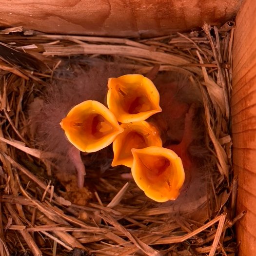 My first-ever first-author paper has been published! It was a trip, but I am so excited to share the work I did with the incredible <a href="/sci_sgp/">Dr Sarah Guindre-Parker</a> and amazing <a href="/clinks_inflight/">Courtney Linkous, MSc</a>. Go give it a read! Starling sex ratios in the city 🏙️🐣🐣🐣
tinyurl.com/3ns5ex7b