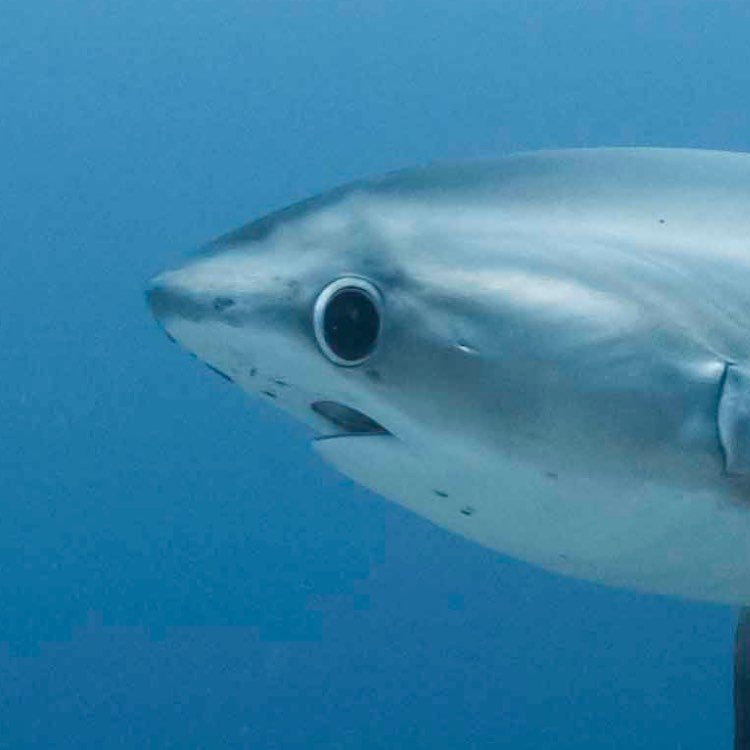 Autistic who thinks sharks are just silly guys !!