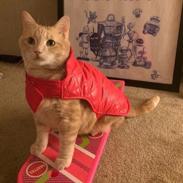 Ladysithcore's tweet photo. @iam8bit @A_i @HKdevblog My cat Rufus and Walter!!! There photogenic cats❤️ we are excited for this game🥰🐈🐈‍⬛ https://t.co/TfKU4pzxdF