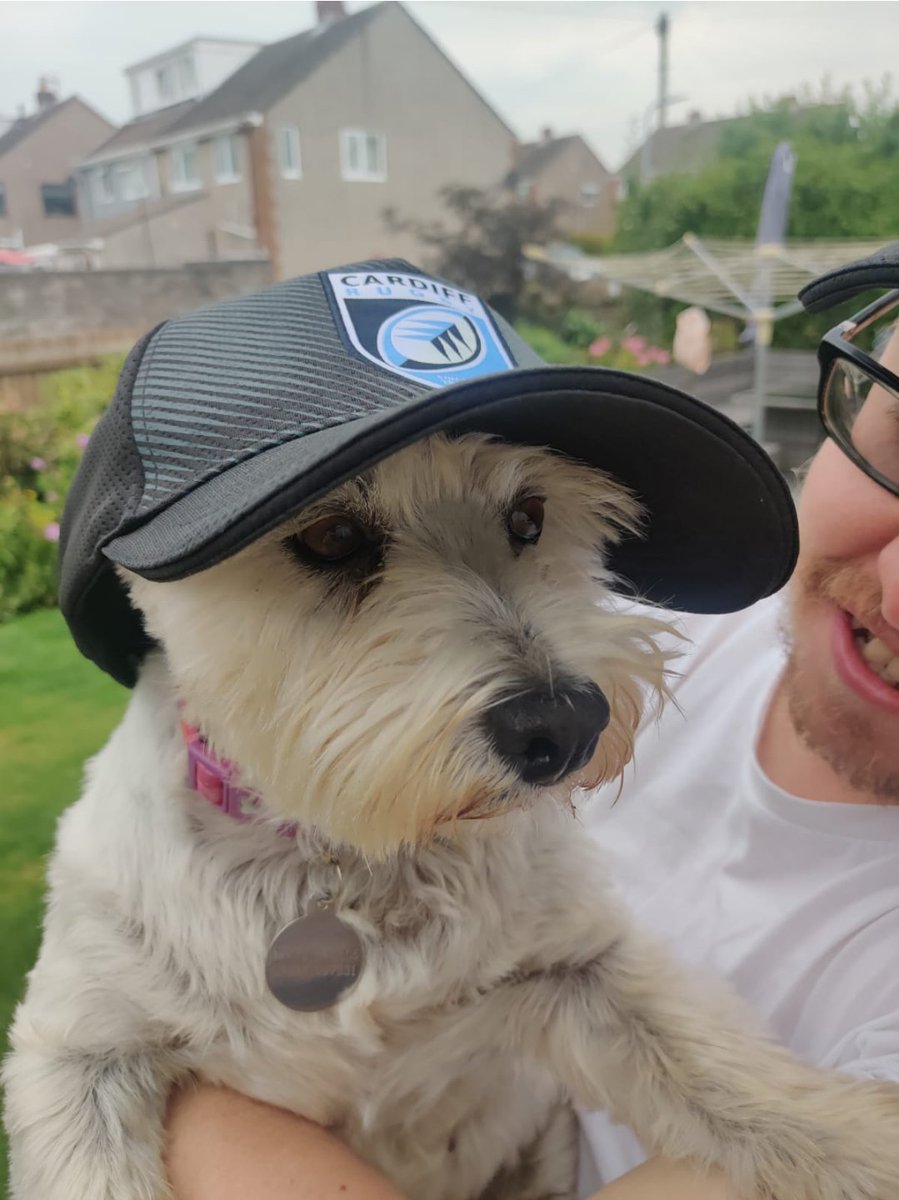 matthewgall's tweet photo. A wild pupper decided a hat was the only way she could keep cool in this weather... https://t.co/JgVm5NBhKX