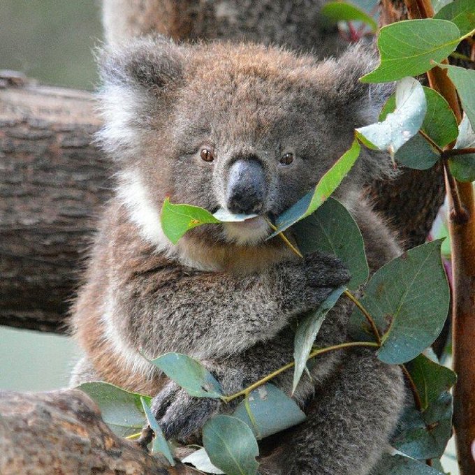 Watch Australia's leaked NSFW photo on TwXstars