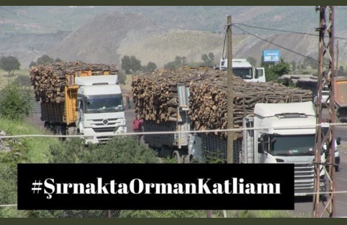 Haberiniz var mı, 200 gündür Şırnak’da ormanlar  ve içinde barınan canlılar yok ediliyor.
Ses verelim.
#ŞırnaktaOrmanKatliamı