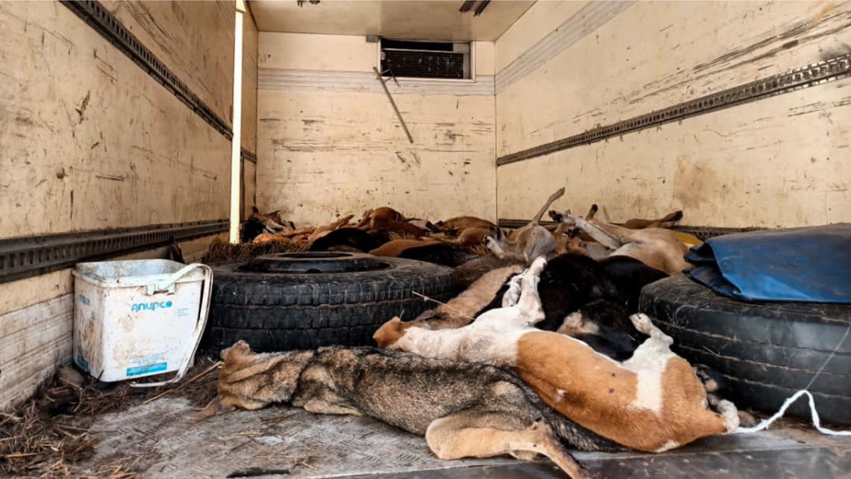 Van packed with dogs destined for the Congolese dog-meat trade has been stopped in Zambia. Of the 70 animals crammed inside only 20 survived. Now authorities want to euthanize them &amp; we are fighting to save them. Please stand with us! Watch,retweet,donate: bit.ly/3IO0NiH