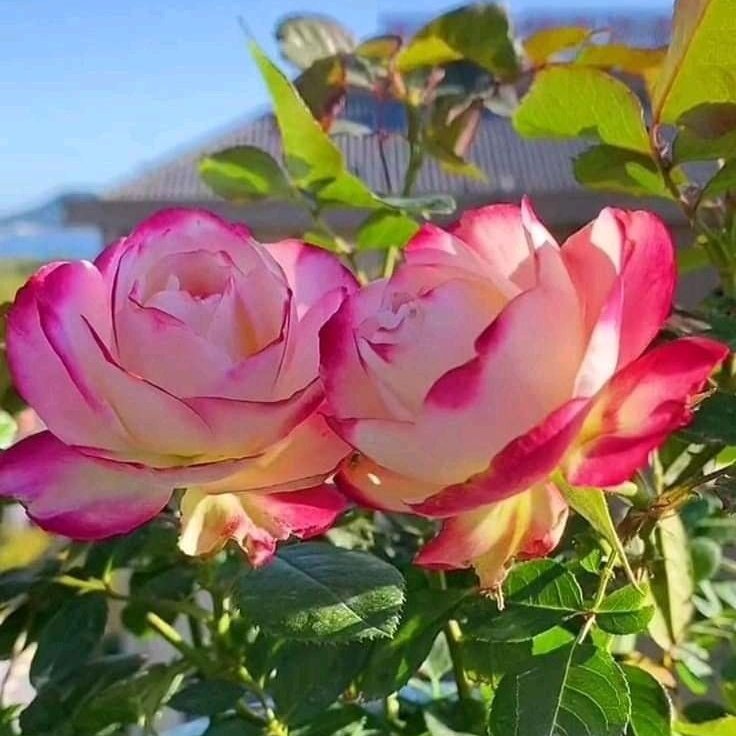 #صورة_ملف_شخصي_جديدة