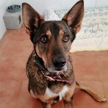 SosAbuelos1's tweet photo. 9 años necesita YA una casa donde tenga más calidad de vida que en el refugio.
Tiene epilepsia prácticamente controlada.Os explicaríamos qué hacer en caso de un ataque, además de cubrir todos sus gastos veterinarios.
Es un perro 10

adoptasvpap@gmail.com 
Esta en Valencia https://t.co/nwL2QCgCQ7